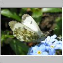 Anthocharis cardamines - Aurorafalter w02.jpg